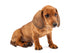 Red Dachshund Puppy Wall Decal