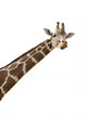 Photo Giraffes Neck Wall Decal