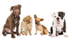 4 Different Puppy Breeds Wall Decal