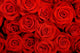 Big Bunch Red Roses Wall Decal