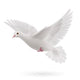 White Dove Wall Decal