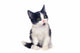 Black and White Kitten Wall Decal