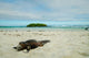 Iguanas Relaxing Beach Santa Wall Decal