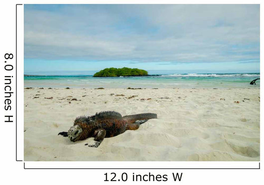 Iguanas Relaxing Beach Santa Wall Decal