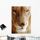 Lion Portrait Wall Decal