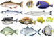 Different Kind Ocean Fish Wall Decal