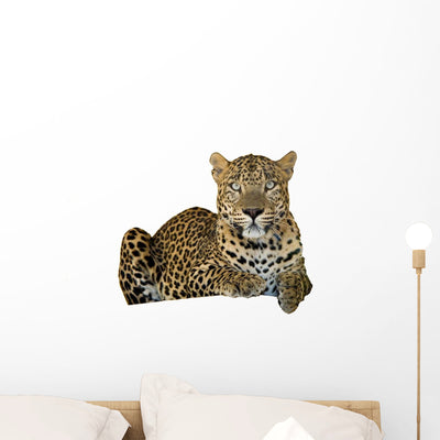 Leopard Wall Decal shown on a wall