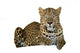 Leopard Wall Decal