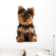 Yorkshire Terrier Puppy Wall Decal
