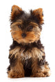 Yorkshire Terrier Puppy Wall Decal