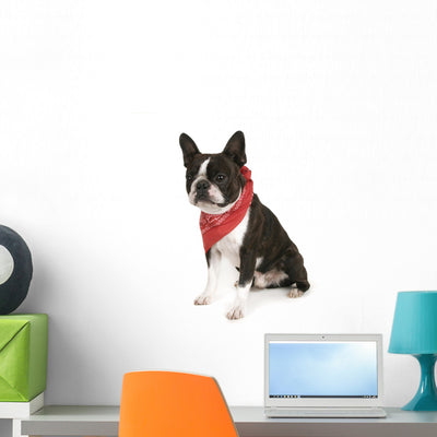 Boston Terrier with Red Wall Decal shown on a wall