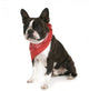 Boston Terrier with Red Wall Decal