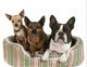 Three Dog Friends Pet Wall Decal