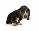 Baby Basset Hound Beagle Wall Decal