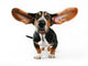 Flying Ears Basset Hound Wall Decal