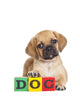 Puggle Puppy with Wooden Blocks Wall Decal