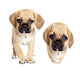 Puggle Puppies Wall Decal