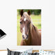 Bay Horse Wall Decal