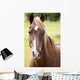 Bay Horse Wall Decal