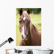 Bay Horse Wall Decal