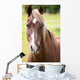 Bay Horse Wall Decal