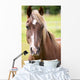 Bay Horse Wall Decal