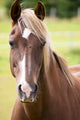 Bay Horse Wall Decal