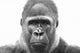 Old Gorilla Wall Decal