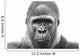 Old Gorilla Wall Decal
