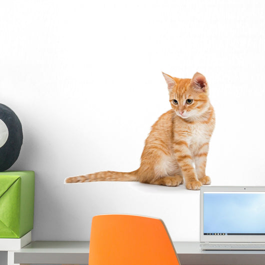 Orange Striped Little Kitten Wall Decal