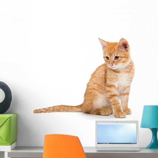 Orange Striped Little Kitten Wall Decal