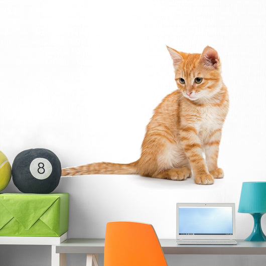 Orange Striped Little Kitten Wall Decal