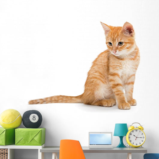 Orange Striped Little Kitten Wall Decal