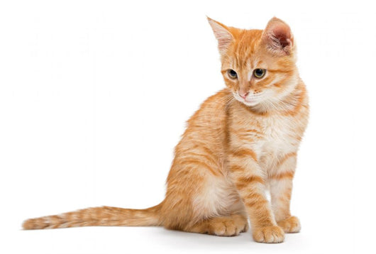 Orange Striped Little Kitten Wall Decal