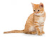 Orange Striped Little Kitten Wall Decal