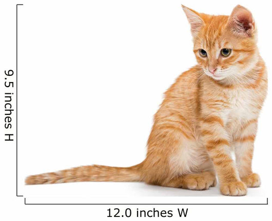 Orange Striped Little Kitten Wall Decal