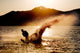 Silhouette Water Skier Wall Decal