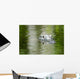 American Alligator Beautiful Water Wall Decal