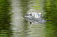 American Alligator Beautiful Water Wall Decal