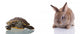 Cute Bunny and Turtle Wall Decal