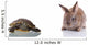 Cute Bunny and Turtle Wall Decal