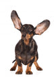 Funny Dachshund Dog Wall Decal