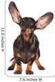 Funny Dachshund Dog Wall Decal