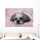 Shih Tzu Puppy Wall Decal