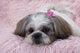 Shih Tzu Puppy Wall Decal