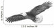 Eagle Flying Hand Draw Wall Decal