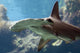 Hammerhead Shark Wall Decal