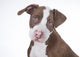 Young Pit-bull Wall Decal
