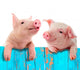 Funny Fenced Pigs Wall Decal