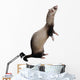 Fouine Wall Decal
